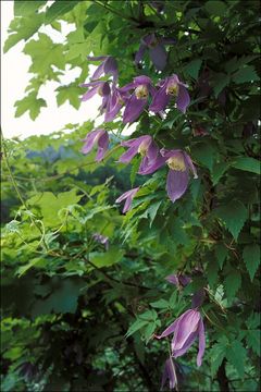 Image of alpine clematis