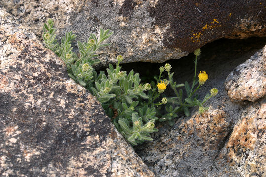 Image of starved fleabane