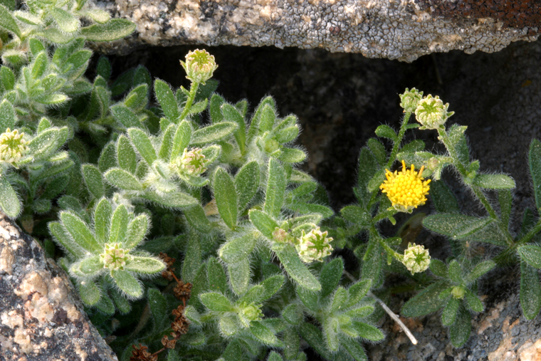 Image of starved fleabane