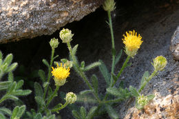 Image of starved fleabane