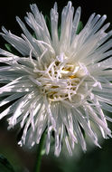 Image of China aster