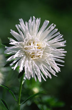 Callistephus chinensis (L.) Nees resmi