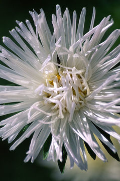 Image of China aster