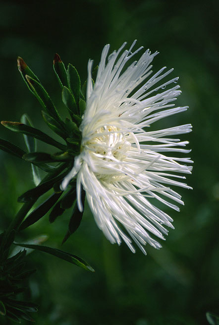 Image of China aster