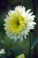 Image of China aster