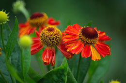 Image of common sneezeweed