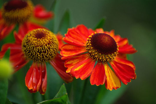 Image of common sneezeweed