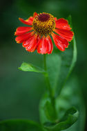 Plancia ëd Helenium autumnale L.