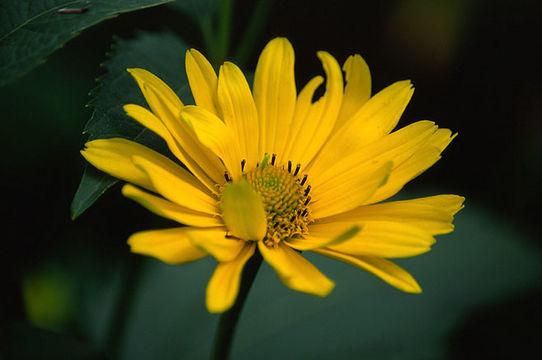 Image of thinleaf sunflower