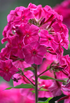 Image of fall phlox