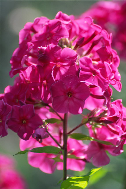 Image of fall phlox