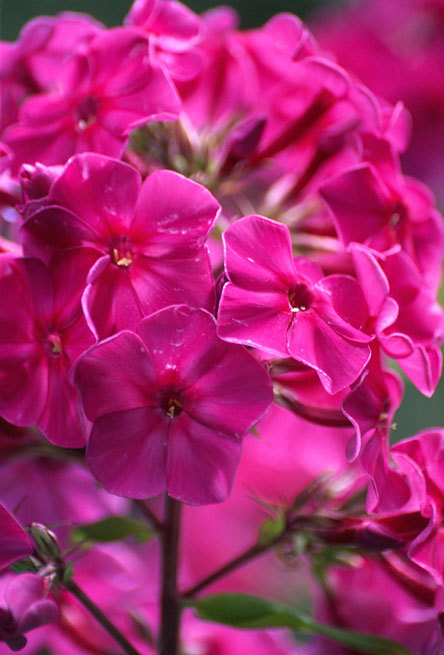 Image of fall phlox