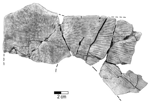 Image of <i>Burmemys magnifica</i>