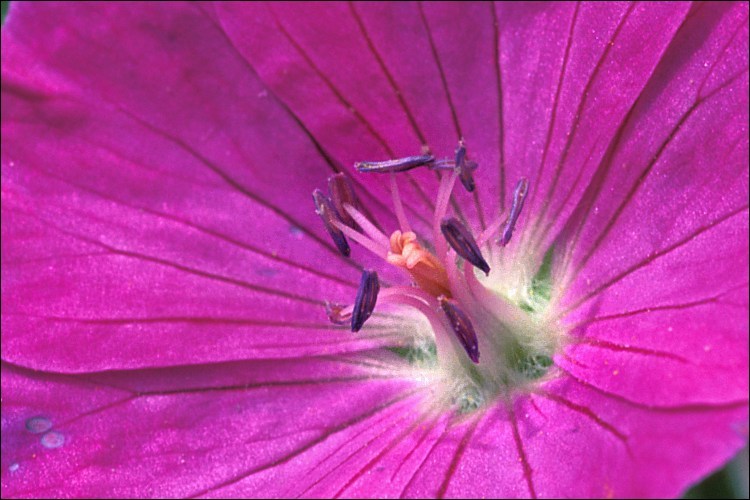 Image of bloody geranium
