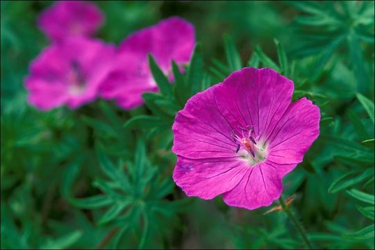 Image of bloody geranium