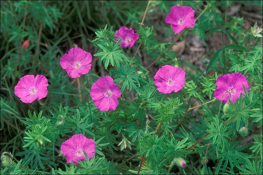 Image of bloody geranium