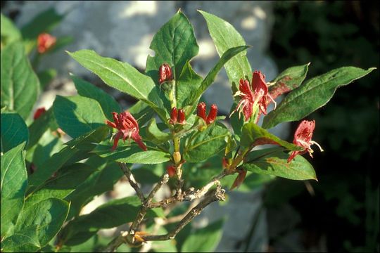 Image of alpine honeysuckle