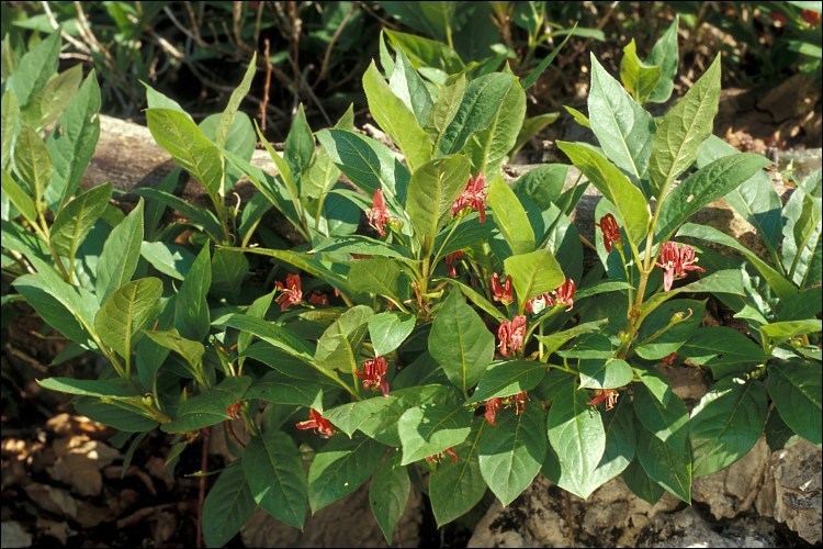 Image of alpine honeysuckle