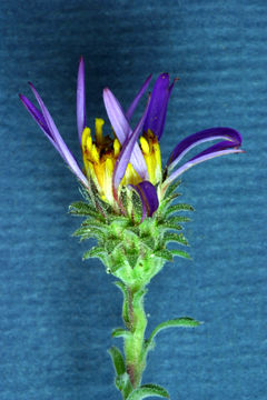 Image of <i>Dieteria canescens</i> var. <i>shastensis</i>