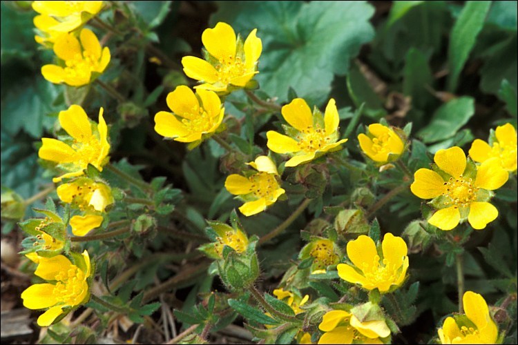 Image of Potentilla heptaphylla L.