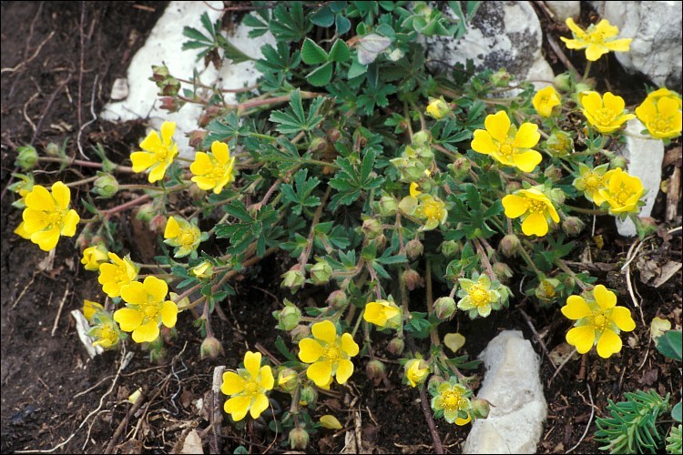 Image of Potentilla heptaphylla L.