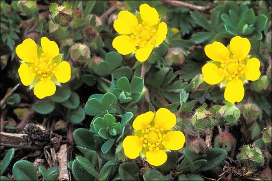 Image of Potentilla heptaphylla L.