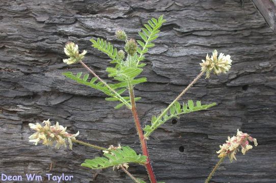 Image of Humboldt County milkvetch