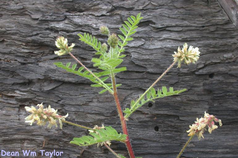 Image de Astragalus agnicidus Barneby