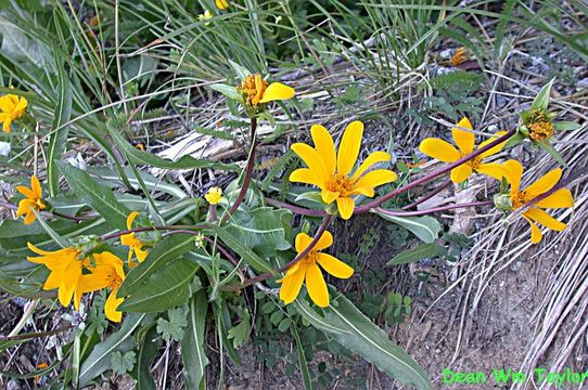 Image of Humboldt mule-ears