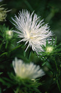 Image of China aster