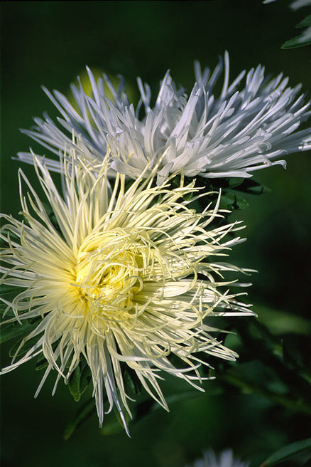 Image of China aster