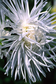 Image of China aster