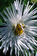 Image of China aster