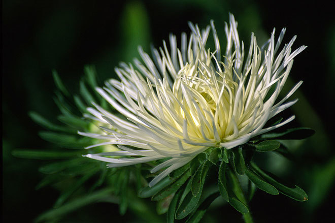 Image of China aster