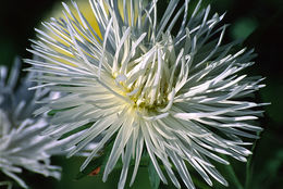 Image of China aster