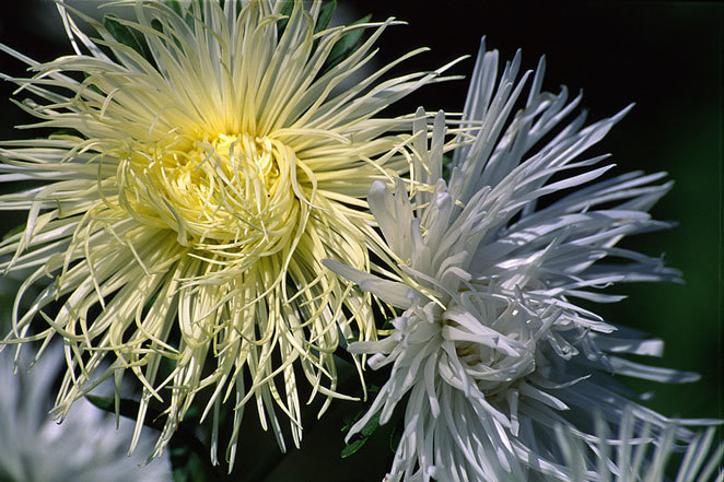 Image of China aster