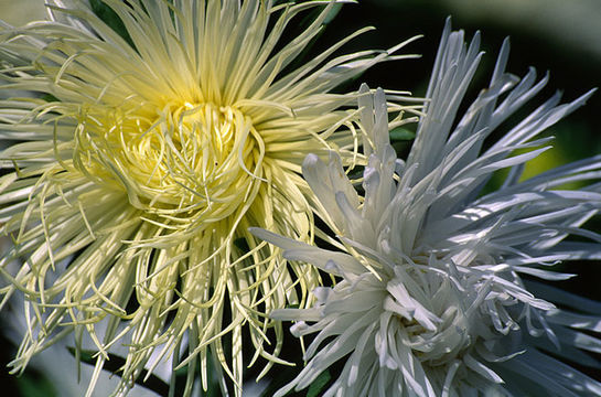 Image of China aster