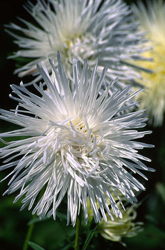 Image of China aster