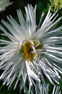 Image of China aster