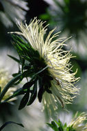 Image of China aster