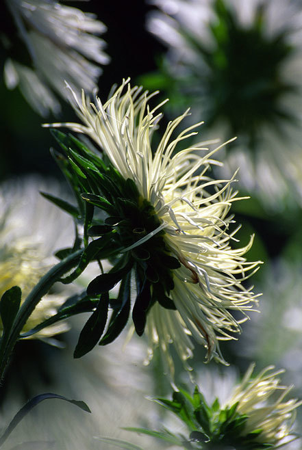 Image of China aster