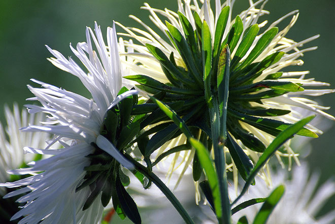 Image of China aster