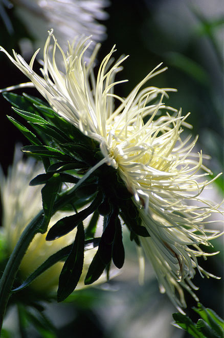 Image of China aster