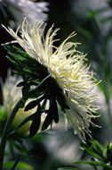 Image of China aster