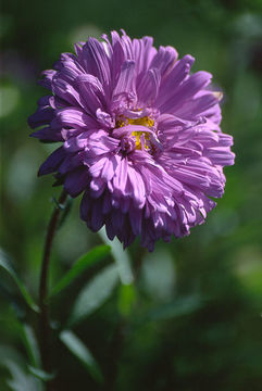 Callistephus chinensis (L.) Nees resmi