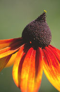 Image of blackeyed Susan