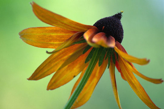 Image of blackeyed Susan