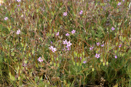 Image of Common Stork's-bill