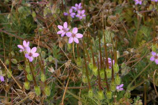 Image of Common Stork's-bill