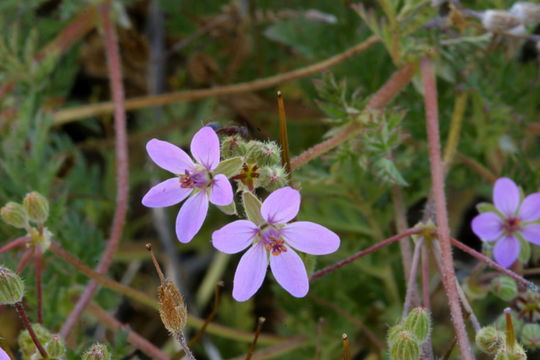 Imagem de Erodium cicutarium (L.) L'Her.